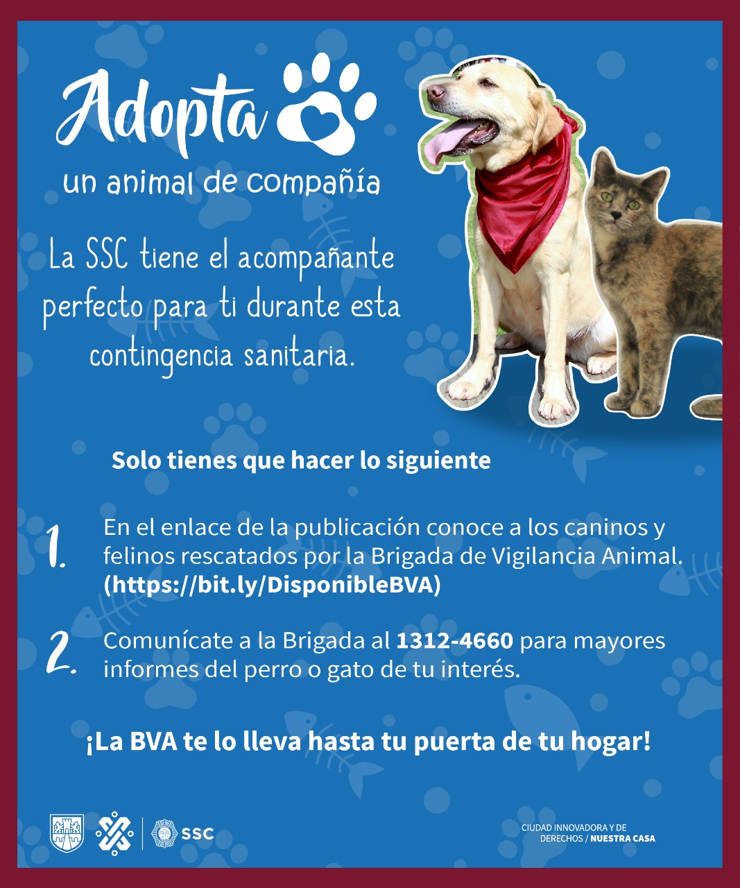 Quieres Adoptar Un Perrito Durante Esta Contingencia Estos Son Los