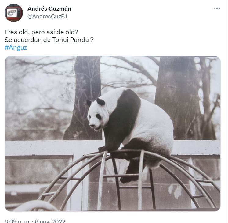 Xin Xin. La única oso panda mexicana que queda en el país pandas de chapultepec ok 86