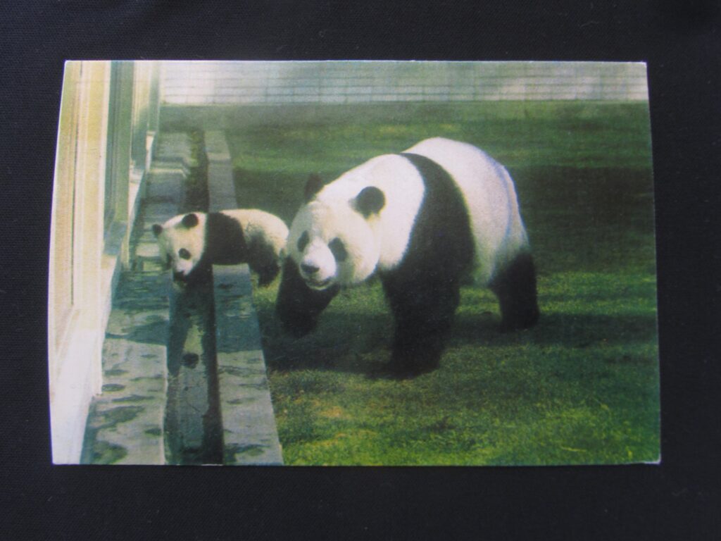 Xin Xin. La única oso panda mexicana que queda en el país pandas de chapultepec ok 8697