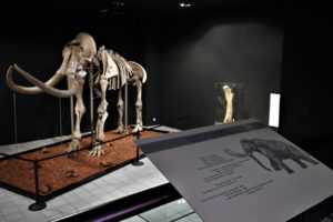 El  mamut de Ecatepec se exhibirá en el museo 