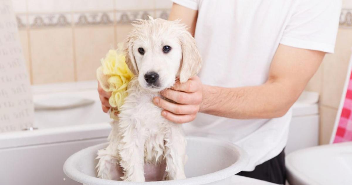 Bañar-a-tu-perro