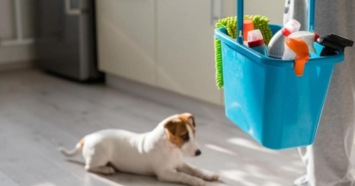 Limpieza-del-hogar-eliminar-olor-perro-casa