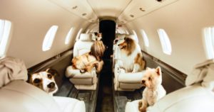 Requisitos-consejos-para-viajar-avion-con-mascota-4