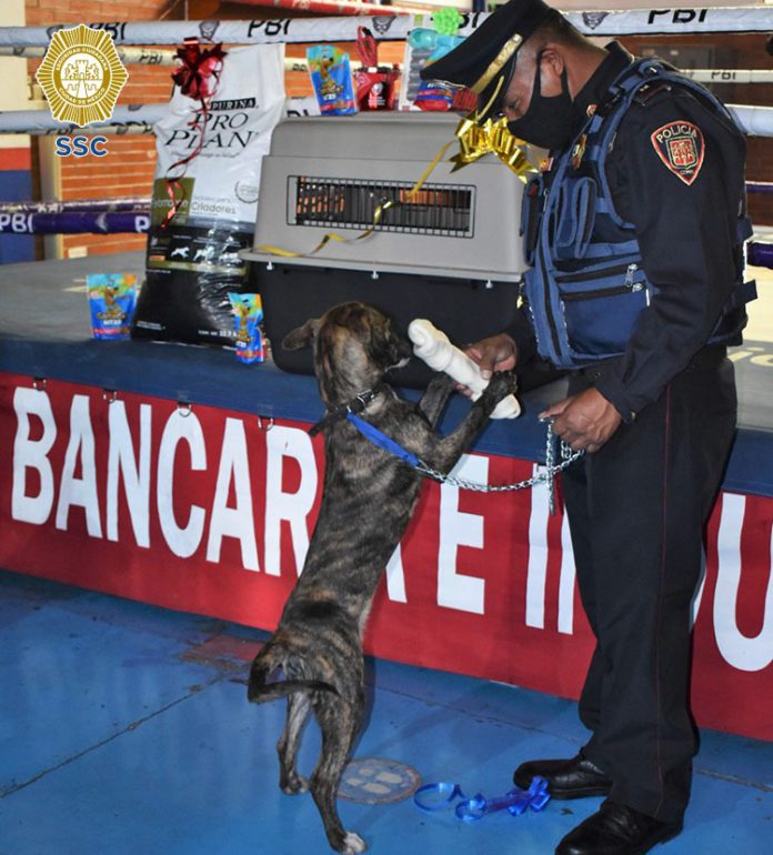 Perrito rescatado por policía recibe regalos