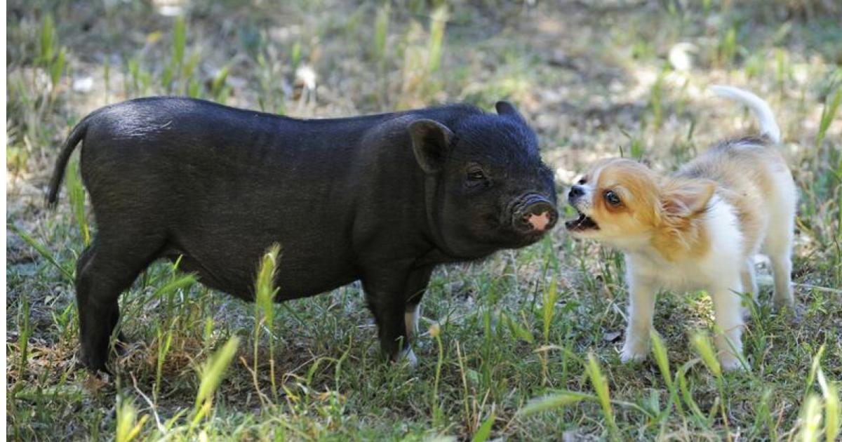 Mini-pigs-y-perros