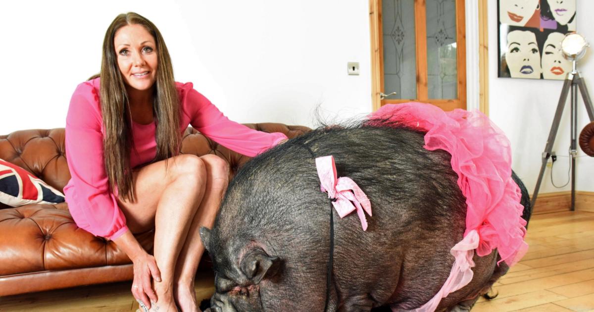 Tamaño-y-peso-que-alcanzan-los-mini-pigs