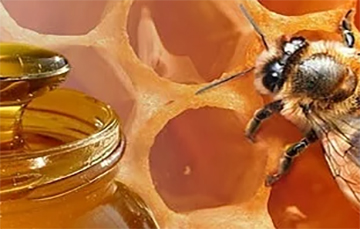 La miel de abeja es uno de los remedios caseros más utilizados para curar enfermedades  | Foto: Gobierno de México