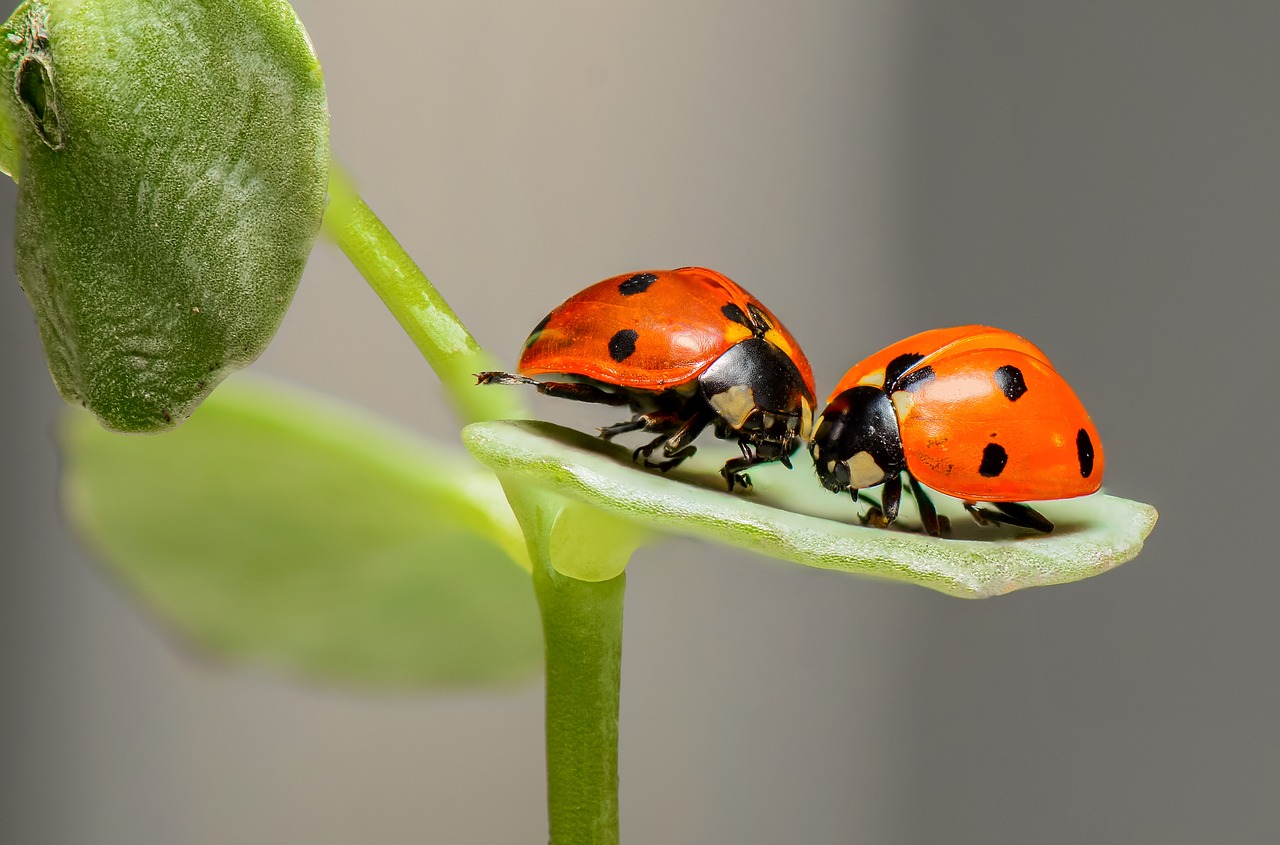 Las catarinas son uno de los insectos benéficos | Foto: Pixabay