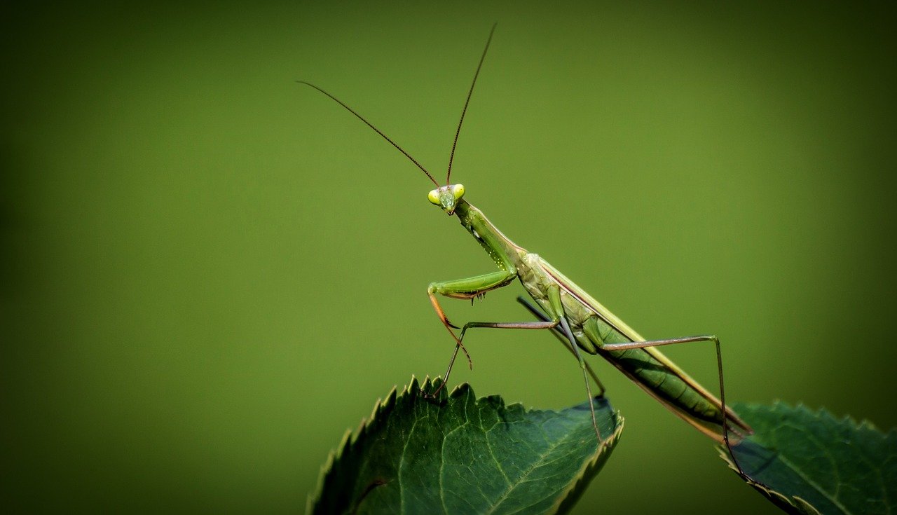 Es uno de los insectos más grandes pues mide entre 4 y 7 centímetros de largo. Son depredadores por naturaleza