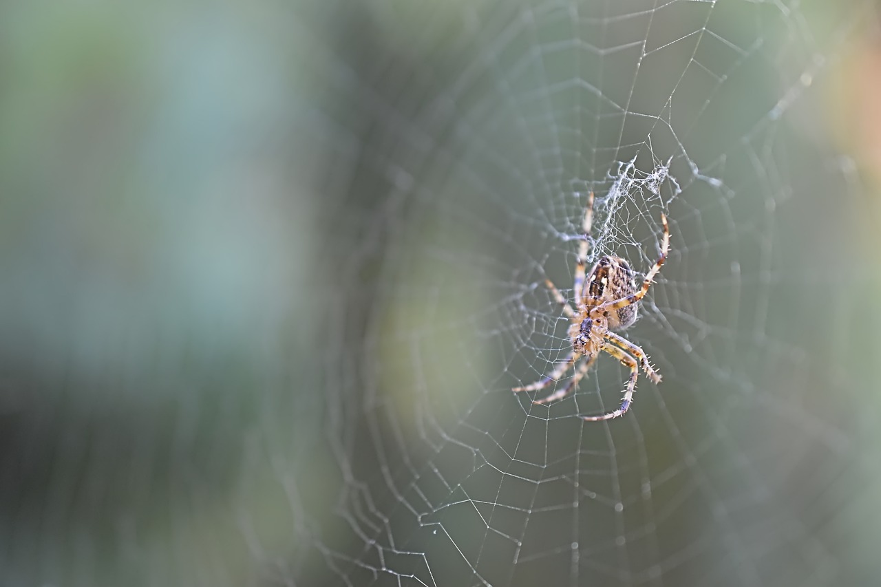 Las arañas ayudan en el control de plagas | Foto: Pixabay