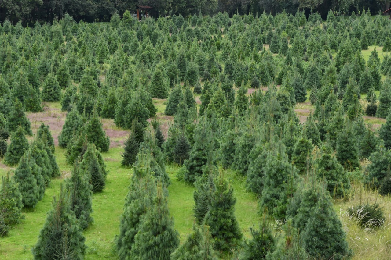 El Edomex es uno de los principales productores de árboles de Navidad | Foto: Gobierno Edomex
