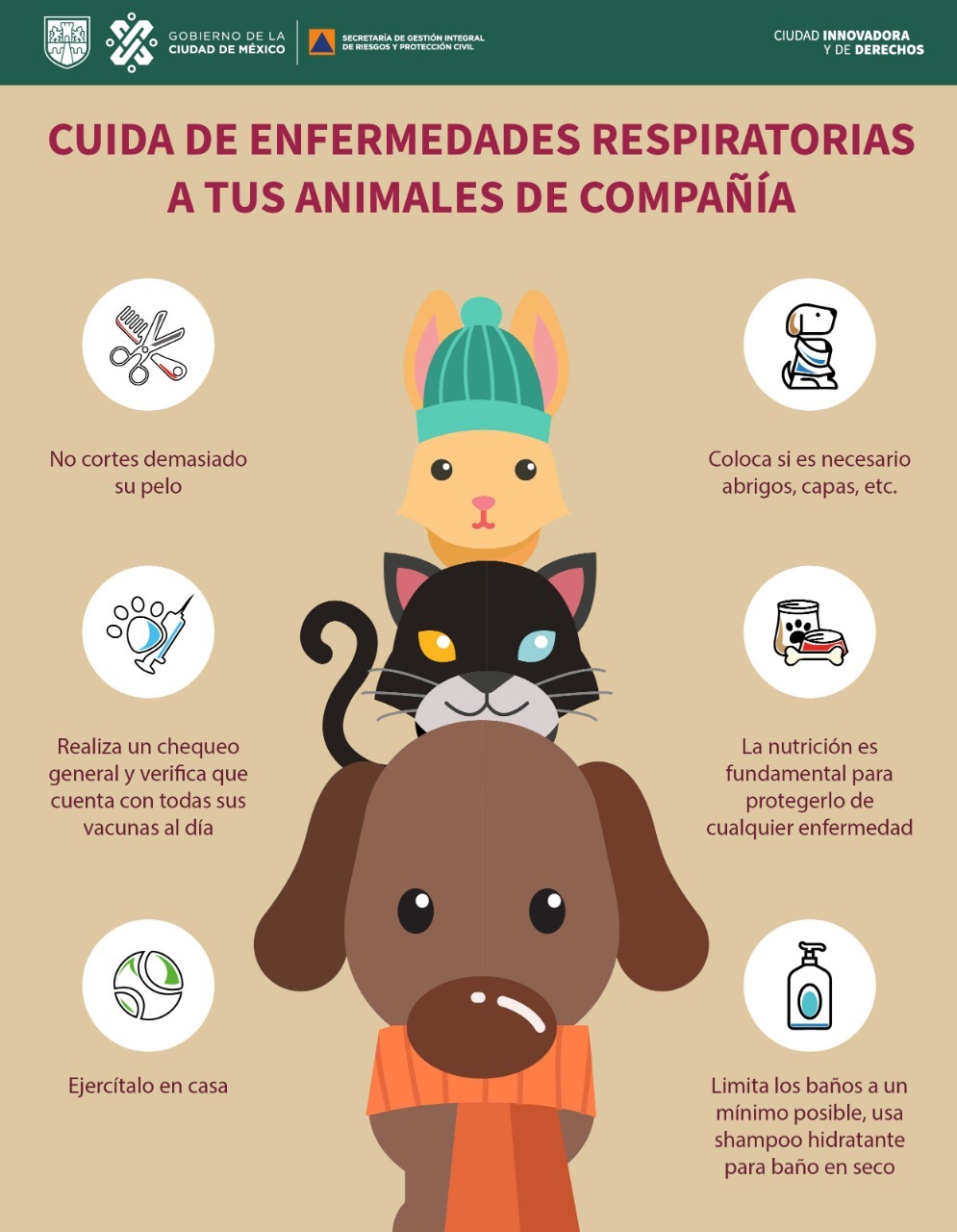 Sigue estas recomendaciones para cuidar a tus perros y gatos | Foto: Protección Civil