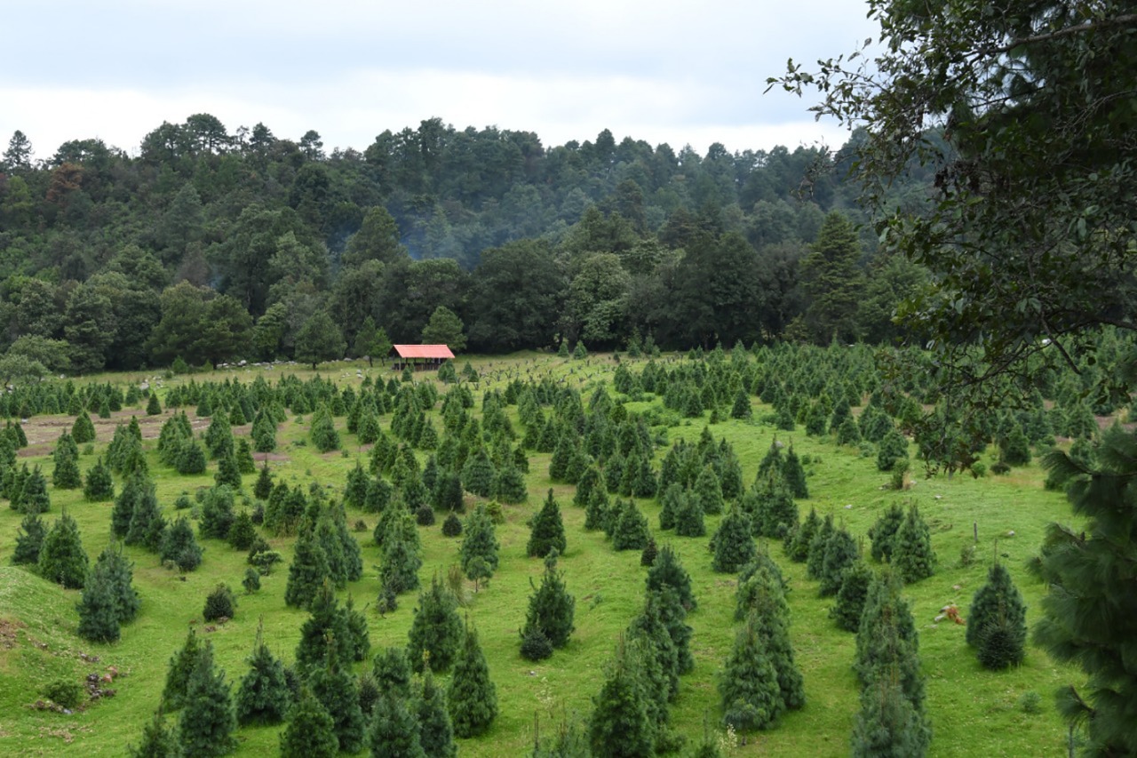 Dónde comprar árboles de Navidad sustentables en CDMX y Edomex