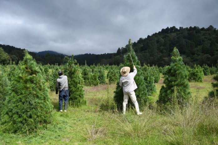 La temporada de los árboles de navidad se acerca y aquí los puedes comprar | Foto: Gobierno Edomex