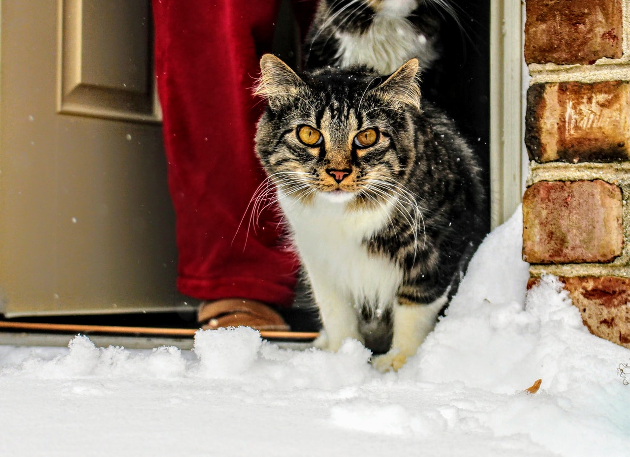 Los gatos también deben protegerse del frío para evitar enfermedades | Foto: Pexels