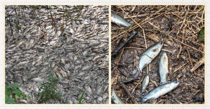 Toneladas de peces mueren en Jalisco por residuos de tequileras portada