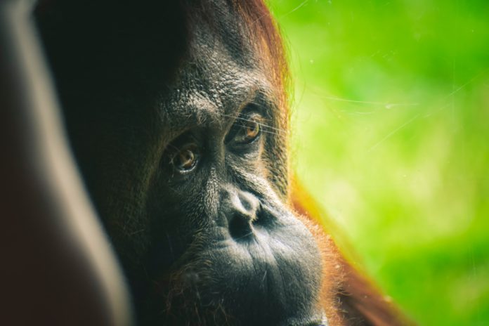 De estos simios rojos e inteligentes solo quedan 120 000 vivos en sus hábitats boscosos de Sumatra y Borneo | Foto: Pexels