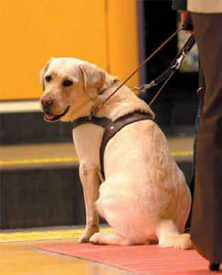 Un perro guía es una forma de ayudar a la movilidad de las personas ciegas o con discapacidad visual | Foto: Gobierno de México 