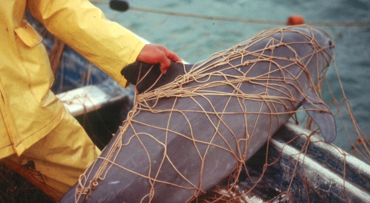 Estados-Unidos-presiona-México-por-no-proteger-a-vaquita-marina