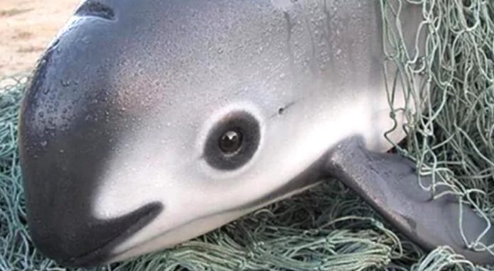 Estados-Unidos-advierte-México-por-no-proteger-a-vaquita-marina