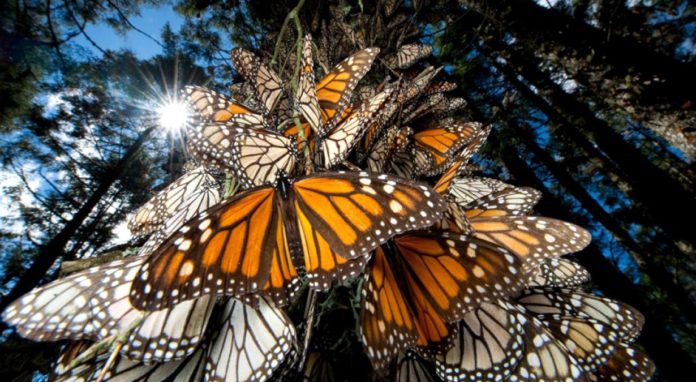 Cómo-cuidar-a-las-mariposas-monarca-en-los-santuarios-del-Edomex