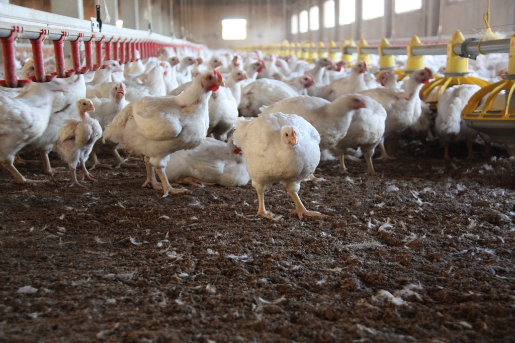 Por 5 años, en Estados Unidos consumieron pollo infectado con superbacterias 2