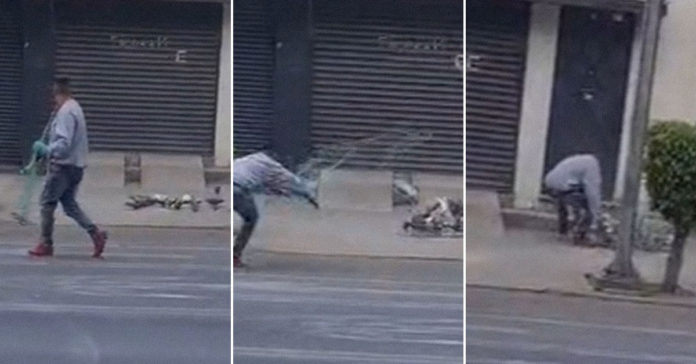 Video Persiste la caza de palomas en calles de CDMX portada