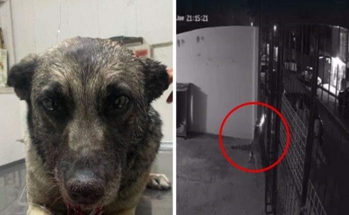 El caso de la perrita Leía ya fue retomado por las autoridades de Hidalgo por maltrato animal | Foto: Instagram