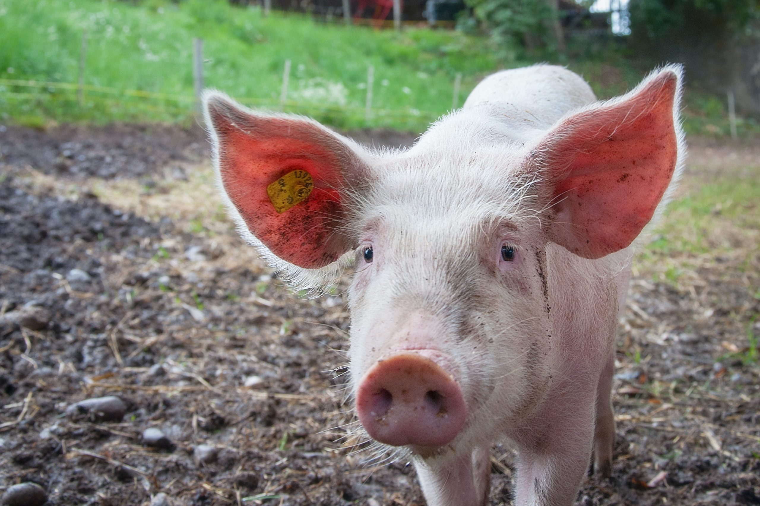 Se usan órganos y tejidos de cerdo por su parecido con los de los seres humanos | Foto: Pexels