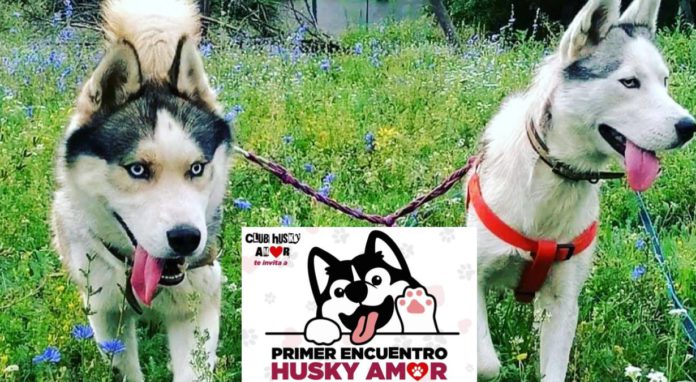 Primer-Encuentro-Husky-Amor-Parque-Mundo-Canino