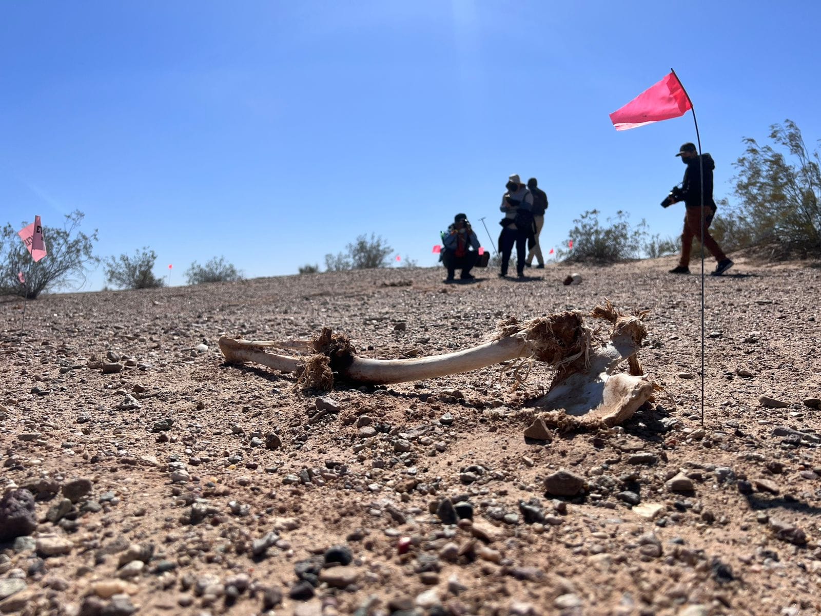 Parte de una osamenta humana se observa en primer plano. Fue encontrada en la zona desértica en la frontera de San Luis Río Colorado durante la Jornada Internacional de Búsqueda, realizada en febrero. Crédito: Colectivo Buscadoras por la Paz Sonora.