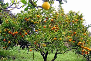 árbol frutal