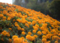 La flor de cempasúchil es el símbolo por excelencia del Día de Muertos | Foto: Gobierno de México