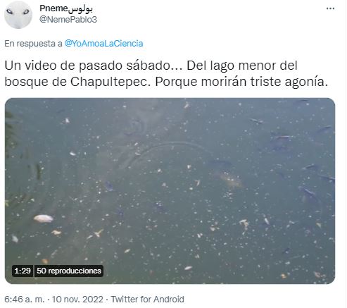 No alimenten a los peces de Chapultepec, responde CDMX tras muerte de cientos de ejemplares 2