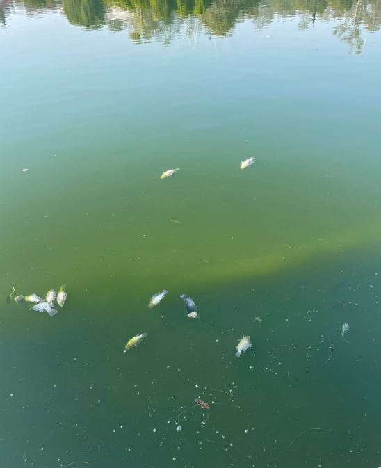 No alimenten a los peces de Chapultepec, responde CDMX tras muerte de cientos de ejemplares 8