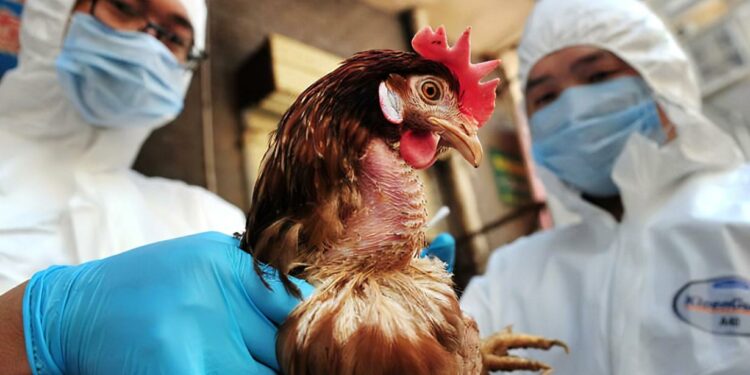 influenza-aviar-nueva-amenaza-pandemia