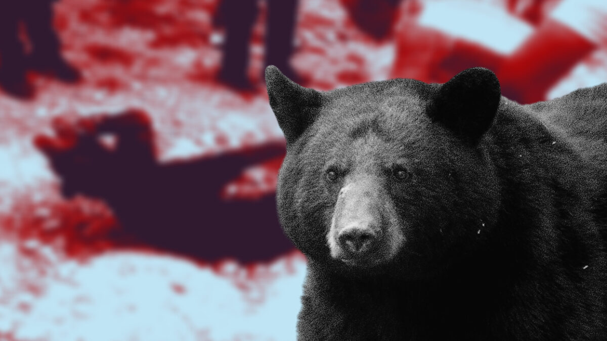 Ataques en contra del oso negro son comunes en México. Ataques en contra del oso negro son comunes en México.