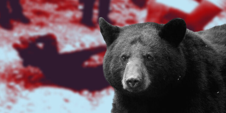 A pesar de que el oso negro americano está en peligro de extinción, en el norte del país se han registrado múltiples ataques de humanos a estos mamíferos. FOTO: DataNoticias