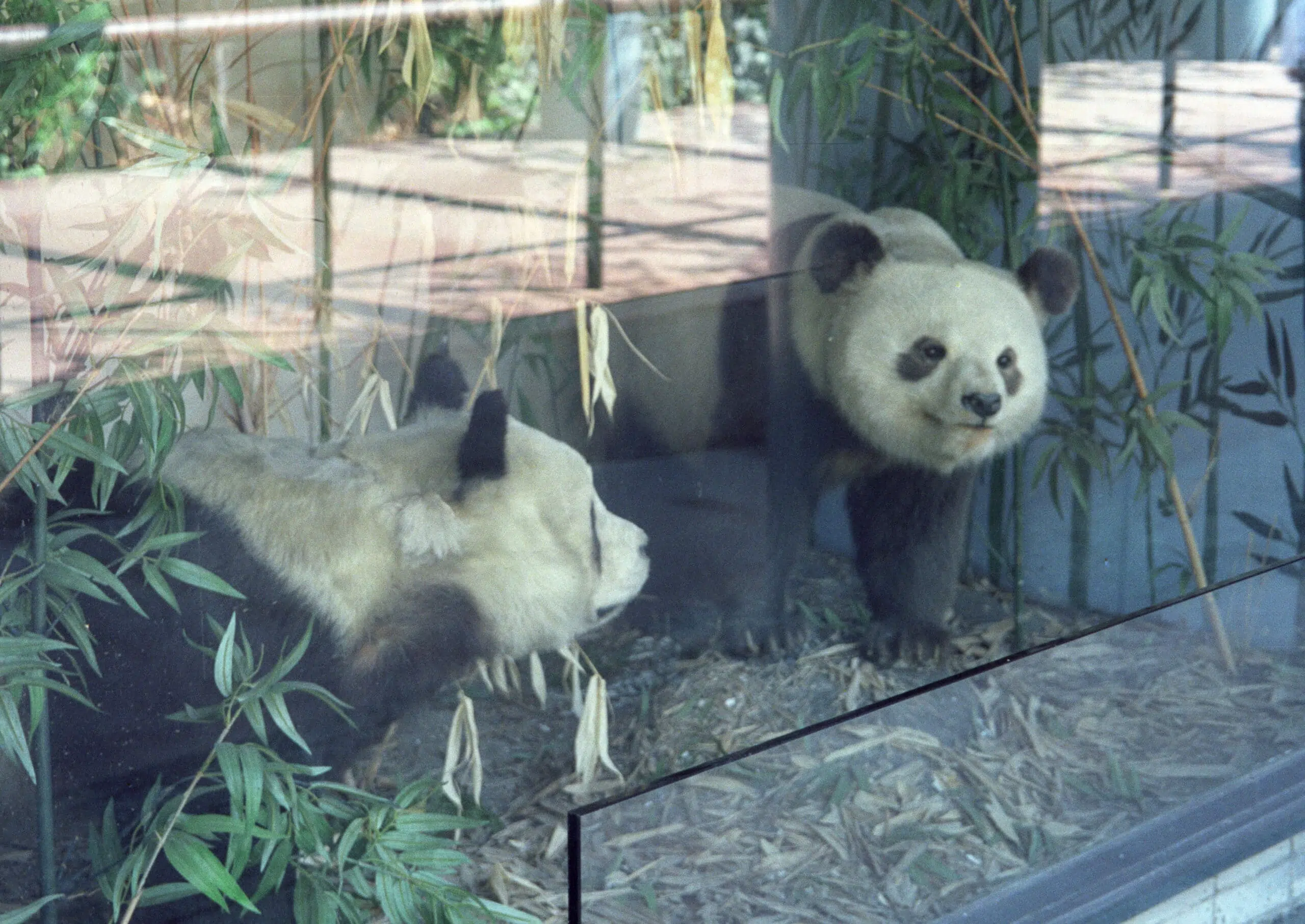 Xin Xin. La única oso panda mexicana que queda en el país 3