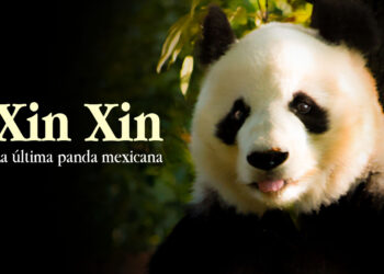 Xin Xin. La única oso panda mexicana que queda en el país pandas de chapultepec ok