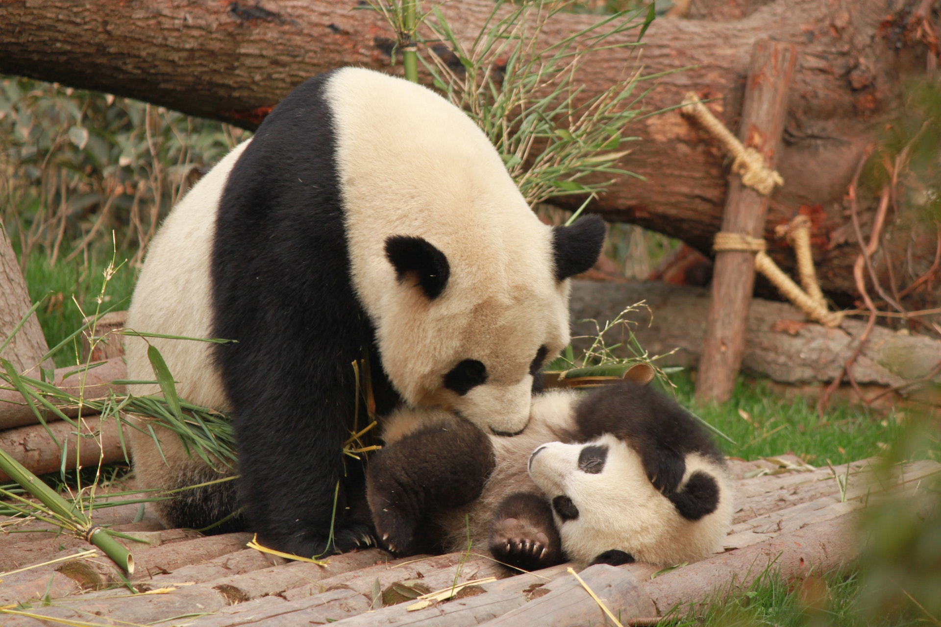 Xin Xin. La única oso panda mexicana que queda en el país pandas de chapultepec ok 54