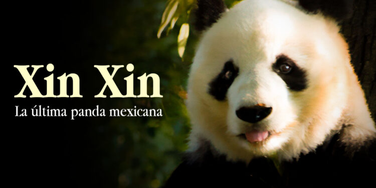 Xin Xin. La única oso panda mexicana que queda en el país pandas de chapultepec ok