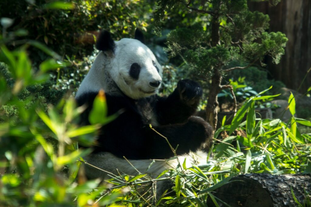 Xin Xin. La única oso panda mexicana que queda en el país pandas de chapultepec ok 8765