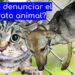 Cómo-denunciar-maltrato-animal-Puebla