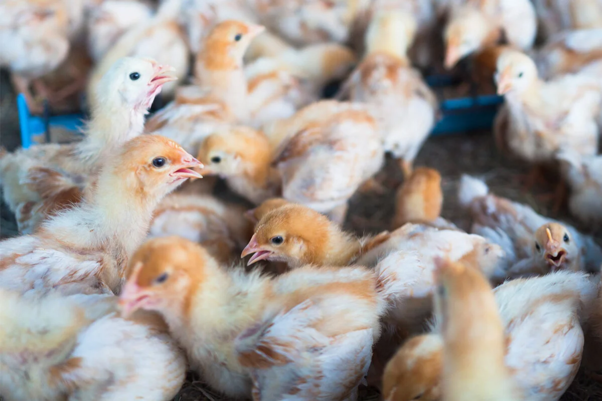 Los casos confirmados por la OMS coinciden en que sus portadores fueron expuestos a aves de corral contaminadas con el virus H3N8. FOTO: OMS