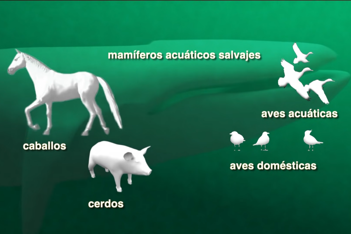 Los virus gripales de tipo A circulan entre seres humanos y numerosos animales. FOTO: Captura de pantalla