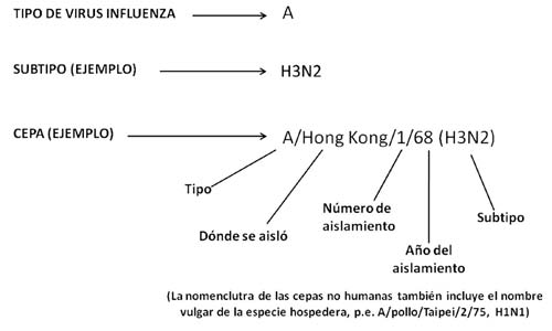 Los tipos de influenza se clasifican de acuerdo a una nomenclatura establecida en 1979. FOTO: Research Gate