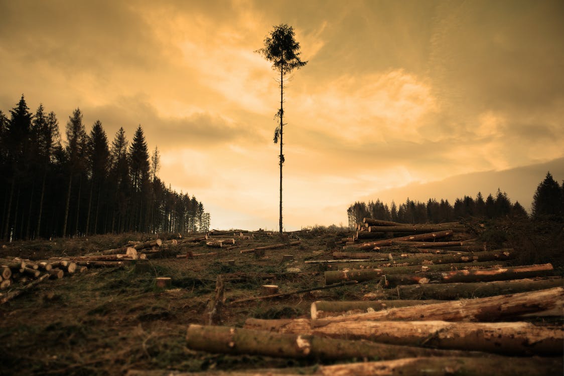 La deforestación de bosques alrededor del mundo es una preocupación mundial Foto: Pexels