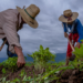 Financiera Rural desaparece. ¿Qué sigue tras el cierre?