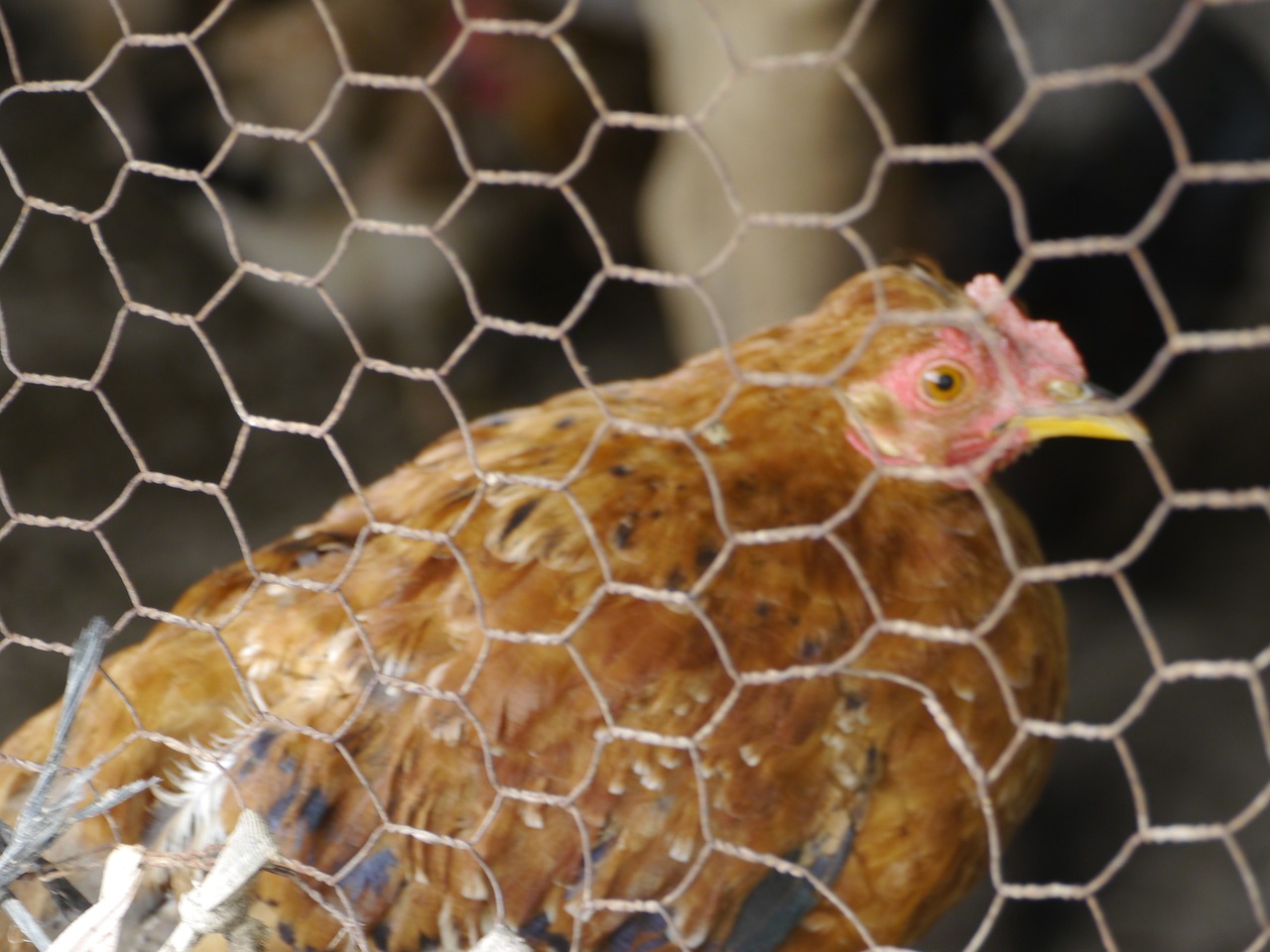 A los pollos de criaderos comerciales se los hace crecer tan rápido que los huesos de las patas no llegan a madurar lo suficiente. Foto: Pixabay.